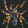  Мигаломорфные и Аранеоморфные пауки