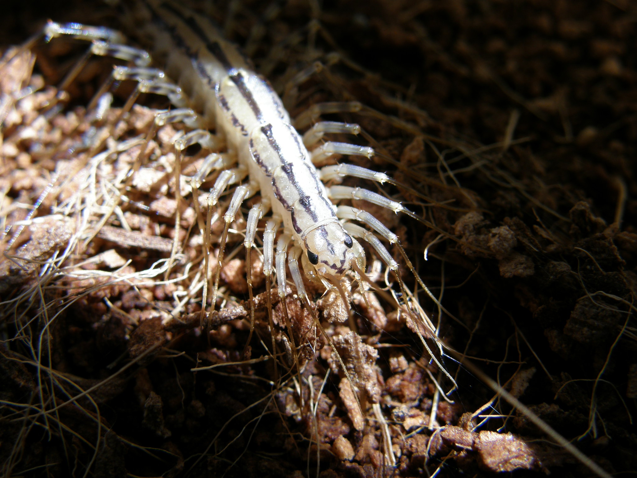 Мухоловка обыкновенная (Scutigera coleoptrata)