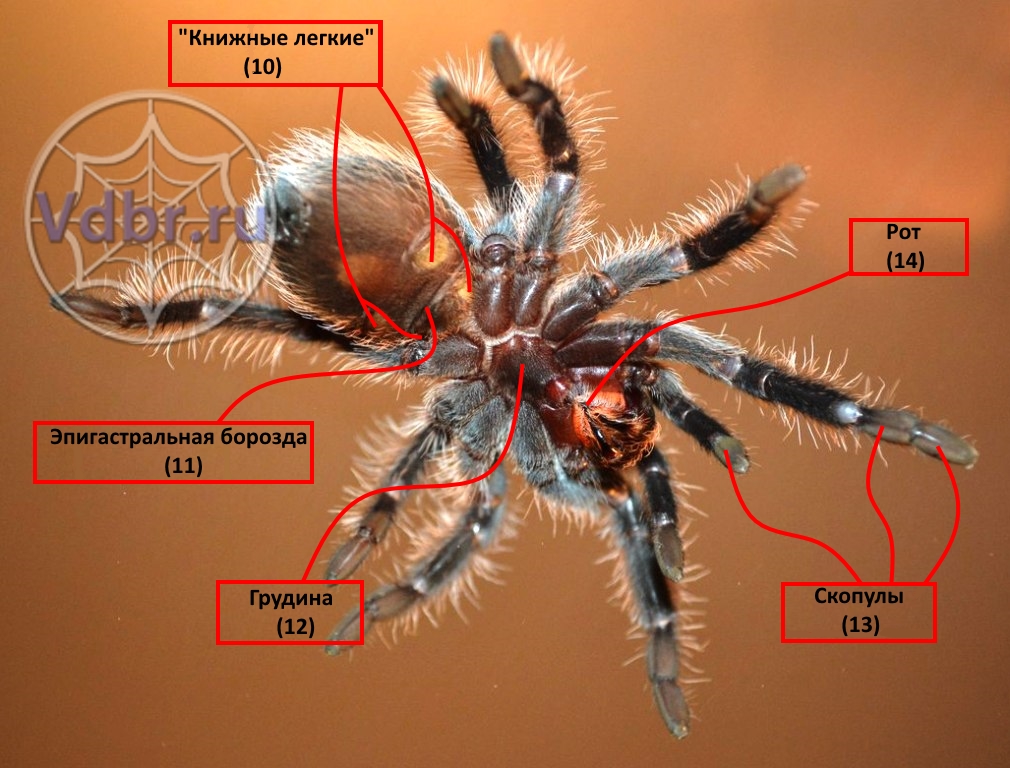 Внешнее строение паука птицееда вид снизу