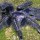  Avicularia purpurea описание и содержание