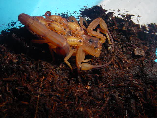 Скорпион на кокосовом субстрате