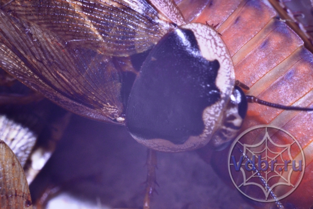 Phoetallia pallida (Бледный таракан)