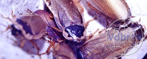  Phoetallia pallida (Бледный таракан) описание и содержание