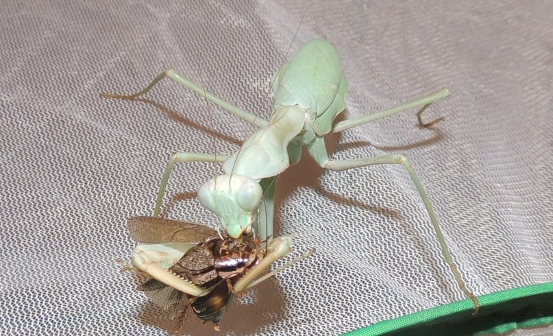 Sphodromantis viridis ест Мраморного таракана