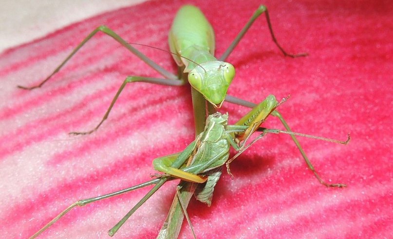 Mantis religiosa ест кузнечика Tylopsis lilifolia