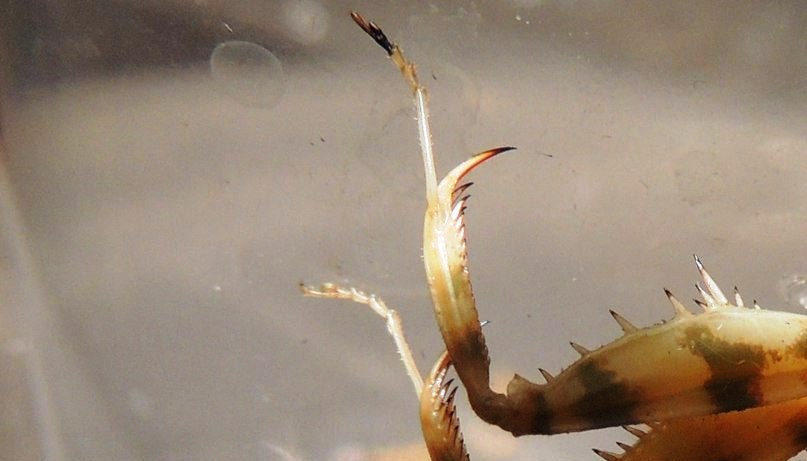 Некроз лапки у Creobroter gemmatus