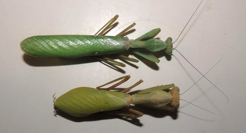 Самец (сверху) и самка Sphodromantis baccettii