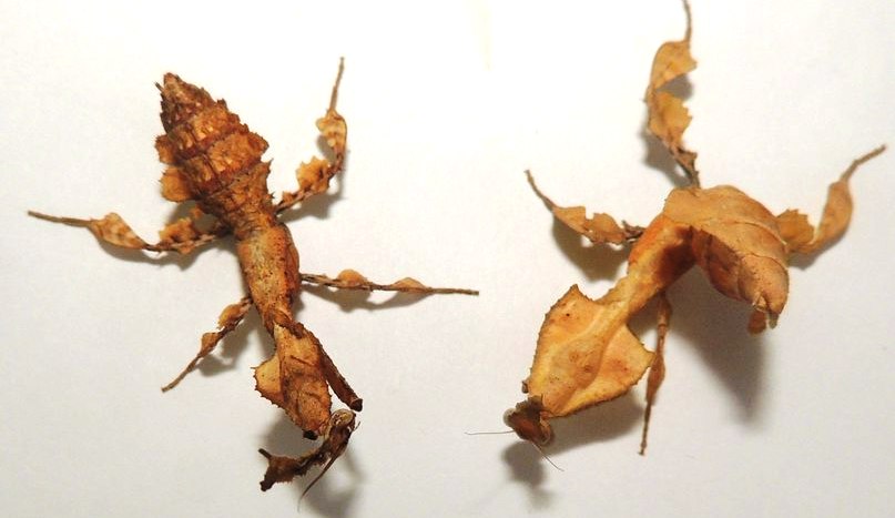 Самец (слева) и самка Phyllocrania paradoxa. Обратите внимание на выросты на переднеспинках и головах богомолов.