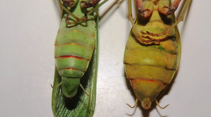 Sphodromantis baccettii: вид снизу. Самец слева. Можете посчитать сегменты