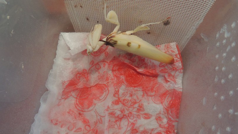 Контейнер с влажной салфеткой для содержания Hymenopus coronatus.
