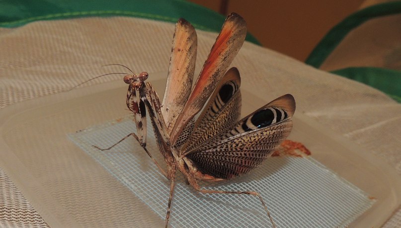 Крылья Pseudempusa pinnapavonis в угрожающей стойке. Обычно их не видно