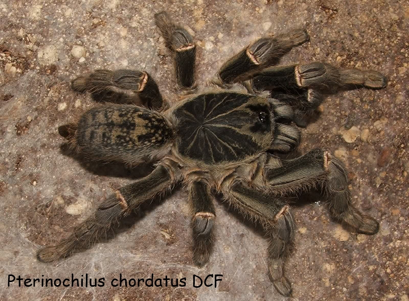 Pterinochilus chordatus DCF