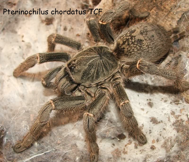 Pterinochilus chordatus TCF