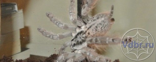  Уборка в террариуме с пауком птицеедом