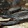  Каменный скорпион (Hadogenes paucidens) 