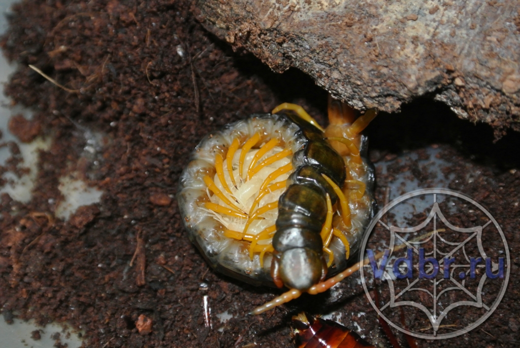 Кольчатая сколопендра (Scolopendra cingulata)