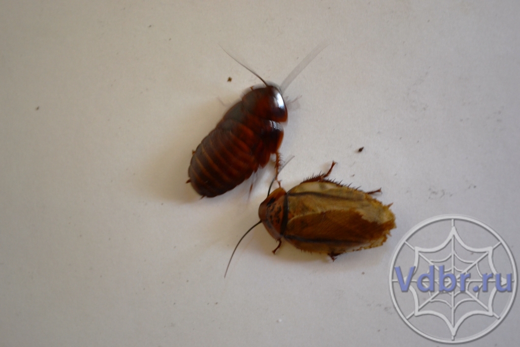 Шеститочечный таракан взрослый и личинка