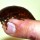  Шеститочечный таракан (Eublaberus distanti) содержание и разведение