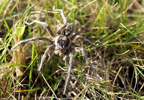 Южнорусский тарантул кормление