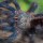  Avicularia geroldi содержание и описание