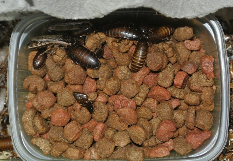 Мраморные тараканы кормление