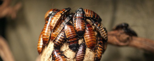  Мадагаскарский шипящий таракан разведение дома