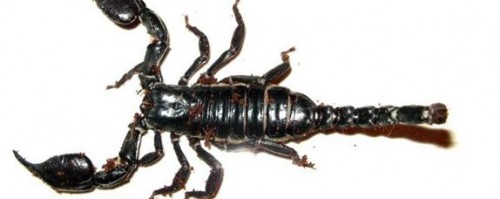  Heterometrus petersi или Азиатский черный скорпион