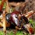  Гигантский сверчок Уэта (New Zealand Weta)