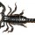  Heterometrus petersi или Азиатский черный скорпион